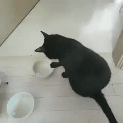 그것이 알고 싶냥 | 인스티즈