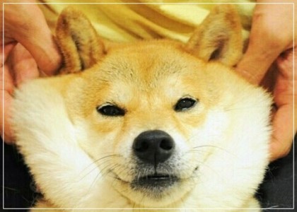 시바견 보고 가세여 | 인스티즈