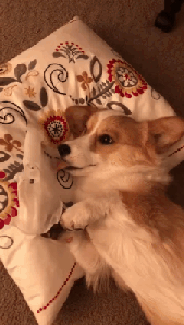 댕댕이 마스크팩.gif | 인스티즈