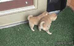 시바견 보고 가세여 | 인스티즈