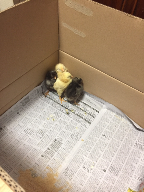 병아리 자는 모습 | 인스티즈