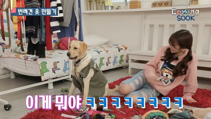 강아지 옷 만드는 지숙.jpg | 인스티즈