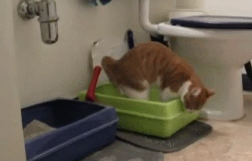 뒷처리 깔끔한 고양이 | 인스티즈