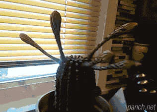 선인장 개화.gif | 인스티즈