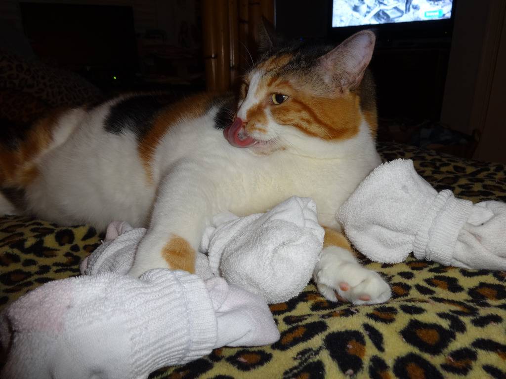 고양이의 전리품 | 인스티즈