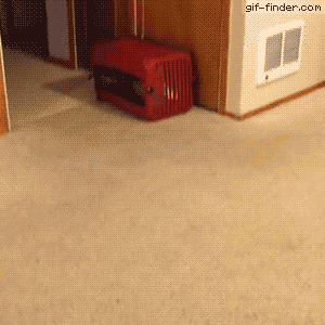 이동식 케이지.gif | 인스티즈