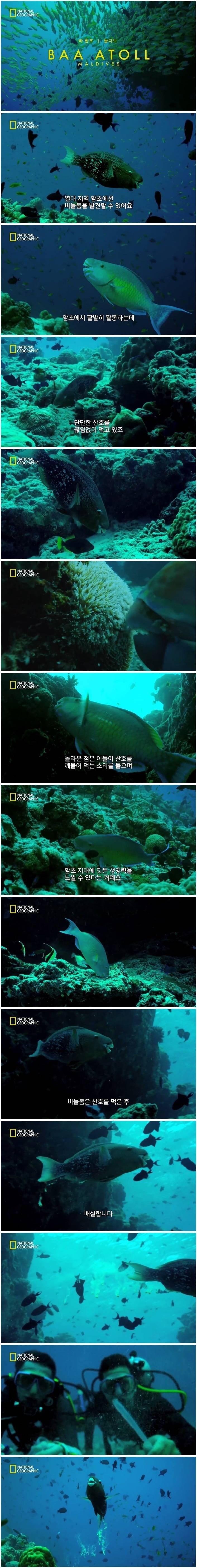 펌글) 먹고 싸기만 해도 지구에 유익한 비늘돔 .jpgif | 인스티즈