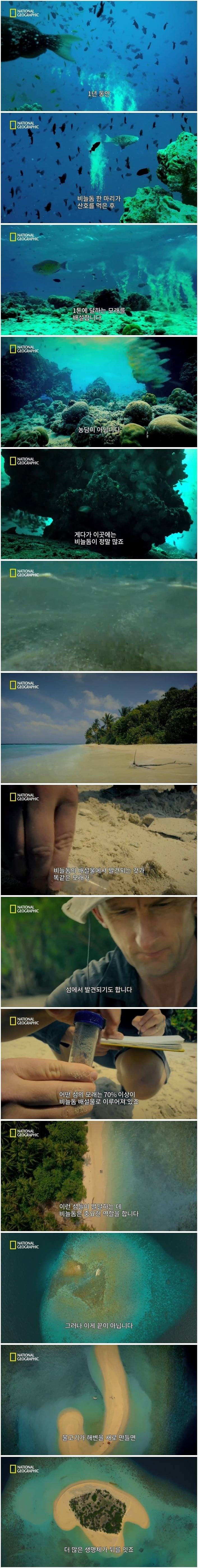 펌글) 먹고 싸기만 해도 지구에 유익한 비늘돔 .jpgif | 인스티즈