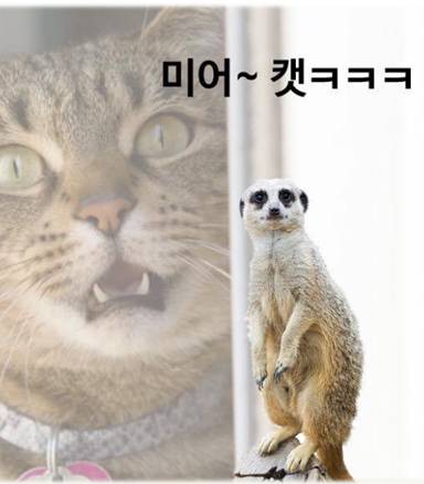 고양이를 이만큼 싫어하는 동물은 없지.. | 인스티즈