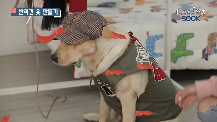 강아지 옷 만드는 지숙.jpg | 인스티즈