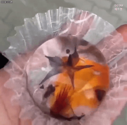 오사카의 빗방울 케이크 | 인스티즈