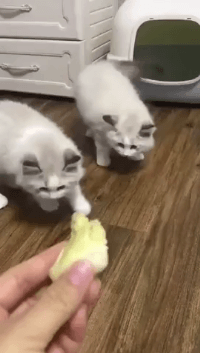 두리안 냄새를 맡은 고양이.gif | 인스티즈