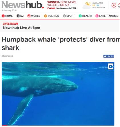 상어에게 먹힐뻔한 여성을 구해준 혹등고래찡 | 인스티즈