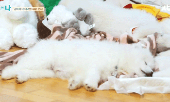 [마리와나] 아파트 뿌시고 싶게 귀여운 사모예드 4남매.gif | 인스티즈