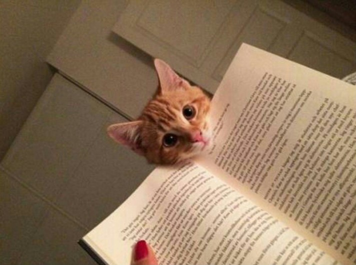 고양이 키우는 사람이 공부 못하는 이유 | 인스티즈