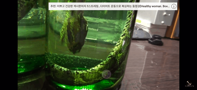뱀 술 담그는 방법.gif (뱀 주의) | 인스티즈