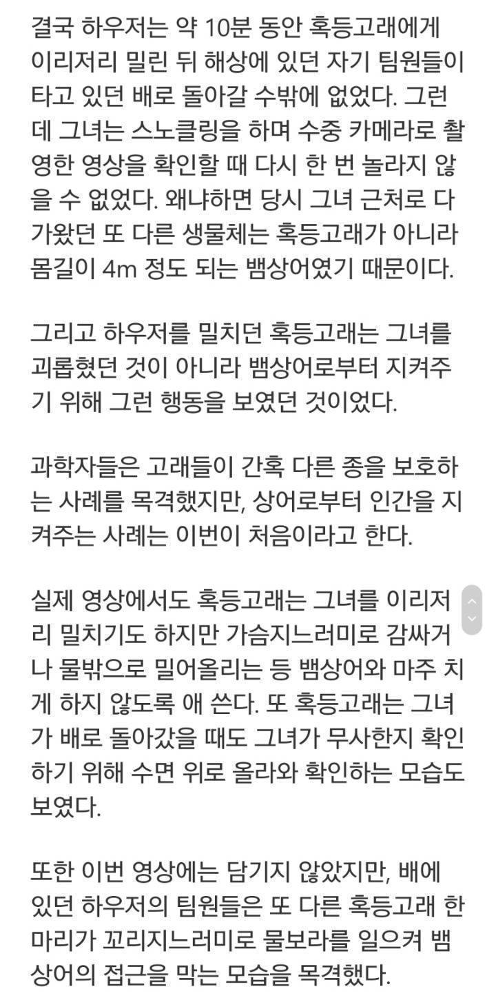 상어에게 먹힐뻔한 여성을 구해준 혹등고래찡 | 인스티즈