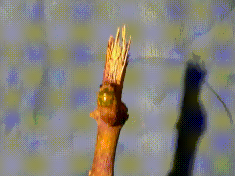 매미 탈피하는 모습.gif | 인스티즈