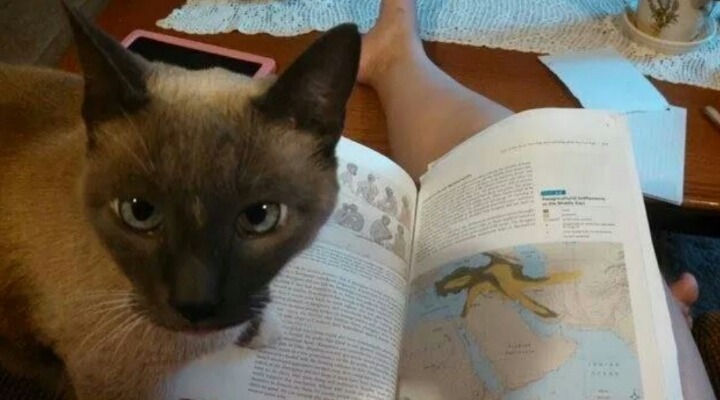 고양이 키우는 사람이 공부 못하는 이유 | 인스티즈