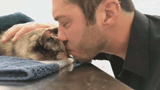 15년키운 고양이와 작별하는 주인 gif | 인스티즈