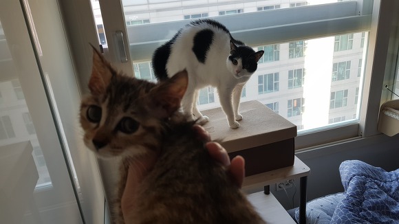  우리 이쁜 고양이 자랑 3 | 인스티즈