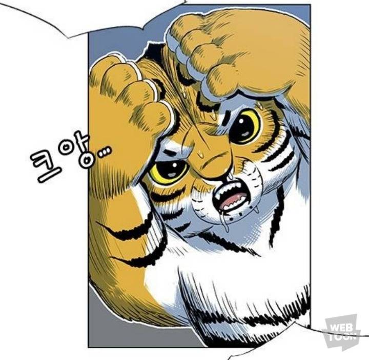 호랑이 형님 속 애기냥이 무케 모음 | 인스티즈
