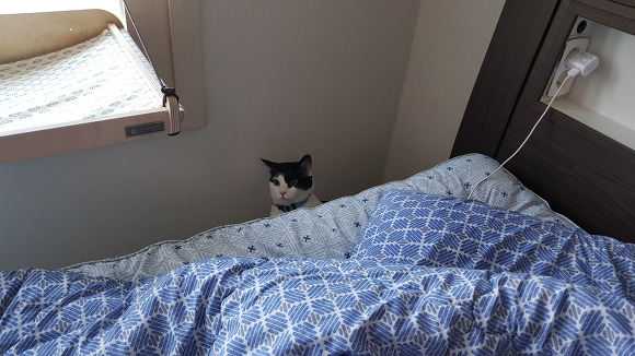  우리 이쁜 고양이 자랑 3 | 인스티즈