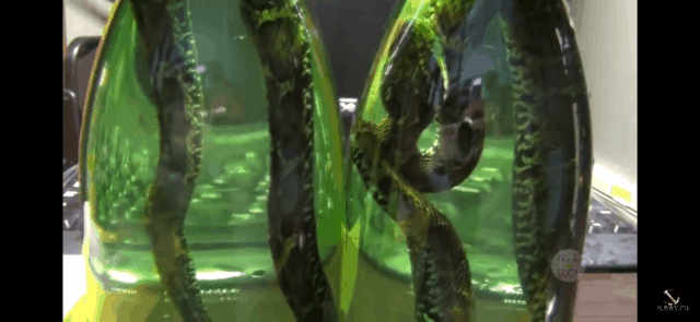 뱀 술 담그는 방법.gif (뱀 주의) | 인스티즈