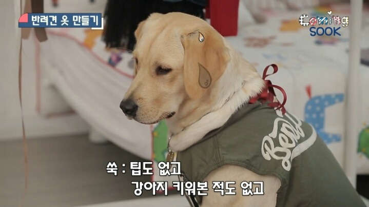 강아지 옷 만드는 지숙.jpg | 인스티즈