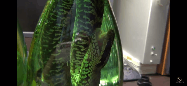 뱀 술 담그는 방법.gif (뱀 주의) | 인스티즈