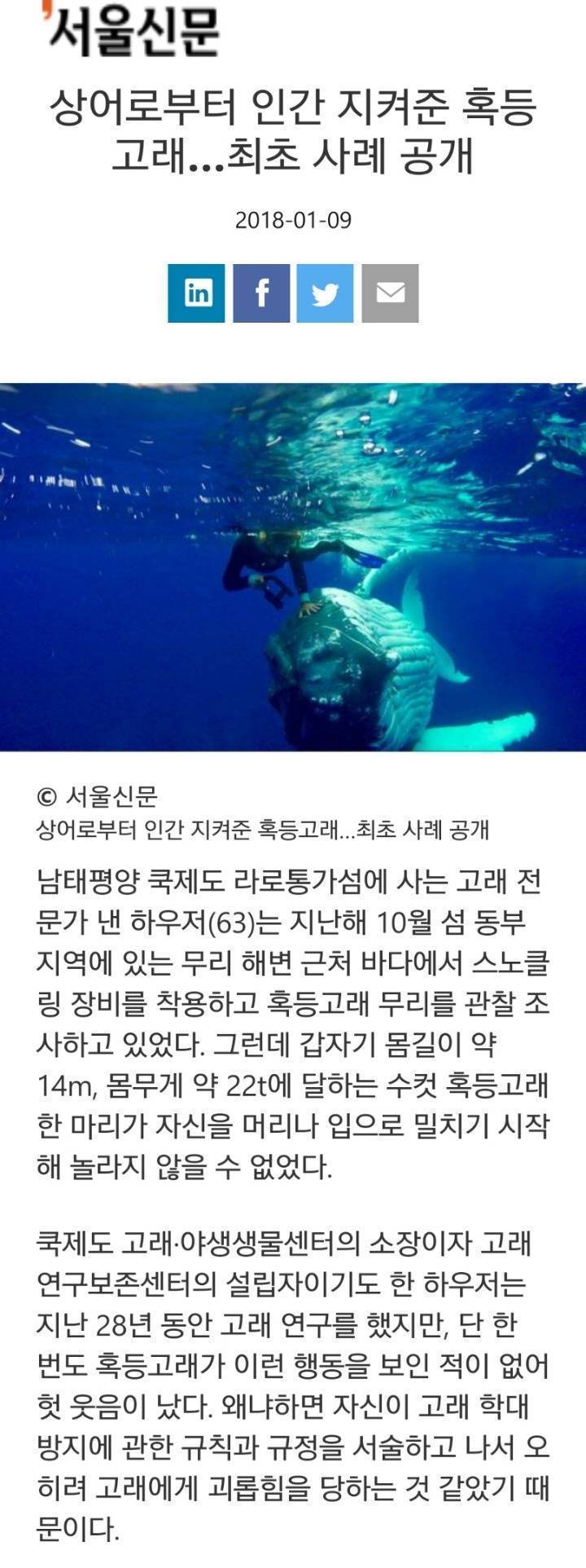 상어에게 먹힐뻔한 여성을 구해준 혹등고래찡 | 인스티즈