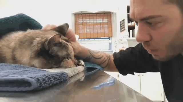 15년키운 고양이와 작별하는 주인 gif | 인스티즈