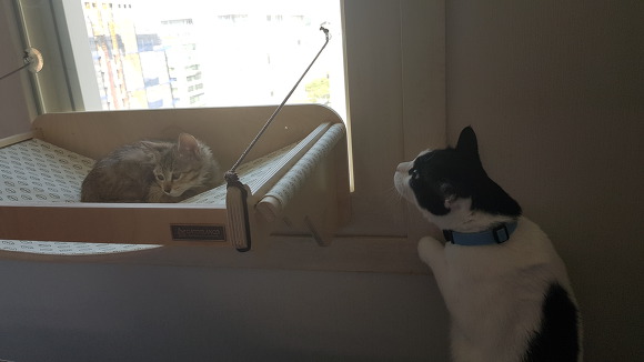  우리 이쁜 고양이 자랑 3 | 인스티즈