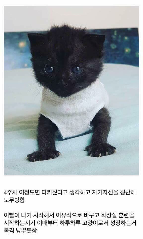고양이를 만드는 디씨인.jpg | 인스티즈