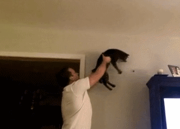 고양이 활용법.gif | 인스티즈