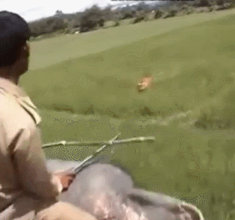 호랑이의 습격 | 인스티즈