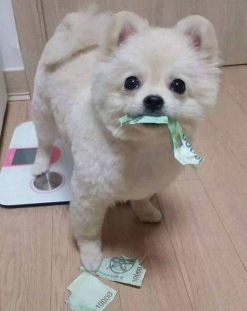 이래도 댕댕이입니까!!!? | 인스티즈