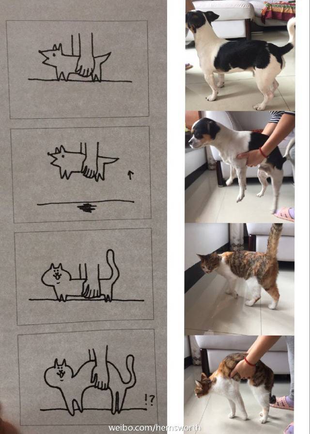 개와 고양이의 차이점 | 인스티즈