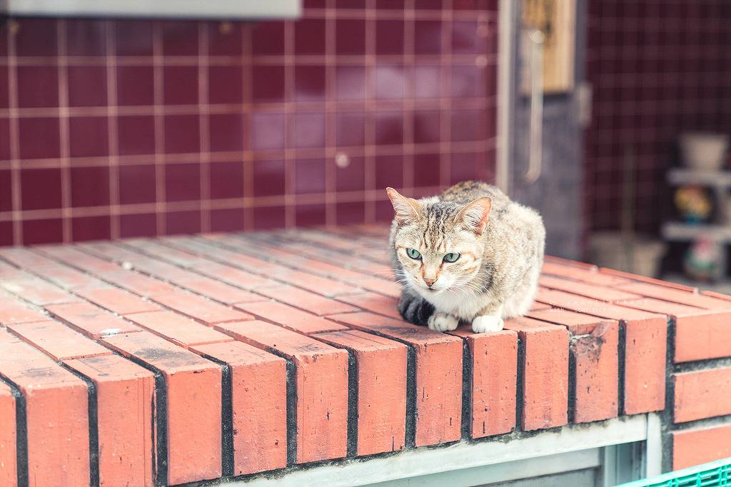스냅사진 위주의 유치진지한 여행기 - 요론 섬&오키나와 (1) | 인스티즈