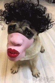 주인놈이 이상한걸 사왔다 | 인스티즈