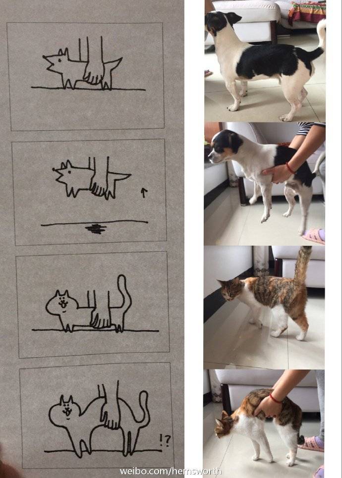 개와 고양이의 차이.jpg | 인스티즈