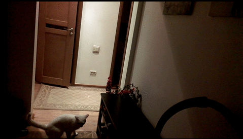 고양이 활용법.gif | 인스티즈