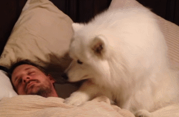 주인을 깨우는 사모예드와 시베리안 허스키 | 인스티즈