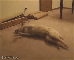 인셉션을 체험한 댕댕이.gif | 인스티즈