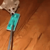 뜻밖의 청소도구.gif | 인스티즈