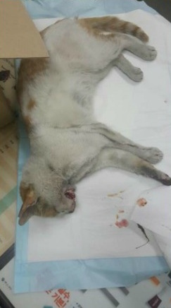 안녕하세요 카페에서 감사한 분들께 교통사고 당한 고양이 치료비 후원받고있는 본인입니다 | 인스티즈