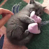 냥이의 무서운 집착 | 인스티즈