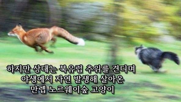 먹잇감이 없자 고양이를 사냥감으로 노린 여우 | 인스티즈