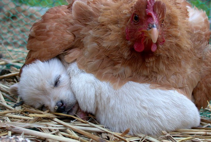  병아리 쫓겨남ㅋㅋㅋㅋㅋ | 인스티즈