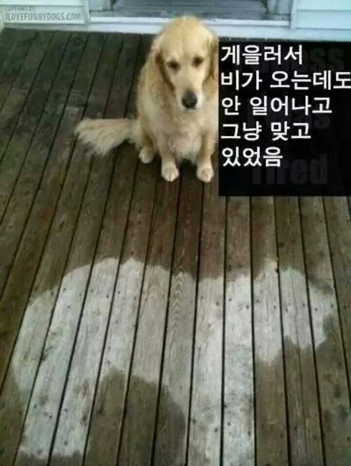 강아지들을 키우고 싶은 이유 | 인스티즈